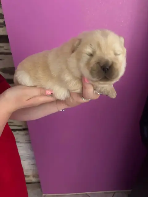 Chow Chow  B..... Du Domaine Des Grosses Papattes photo 2