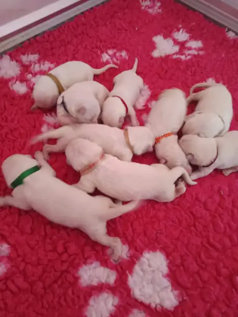 Berger Blanc Suisse  Mâle 7 L'Aige De La Tournelle