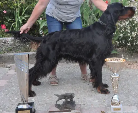 Setter Gordon  Chiot N°1 Du Domaine De Loumatpau photo 2