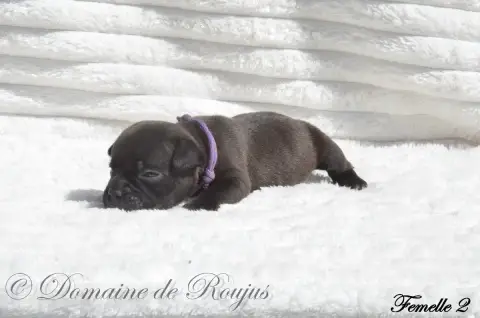 Staffordshire Bull Terrier  Chiot N°6 Du Domaine De R 30b13 photo 2