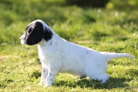 Setter Anglais photo 3