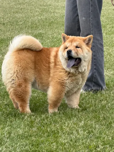 Chow Chow  Chiot 5 North Mans