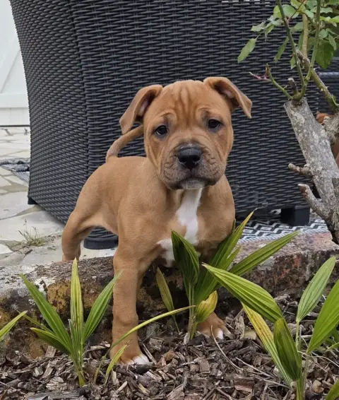 Staffordshire Bull Terrier  Bradley Du Royaume Des Co 5d960 photo 3