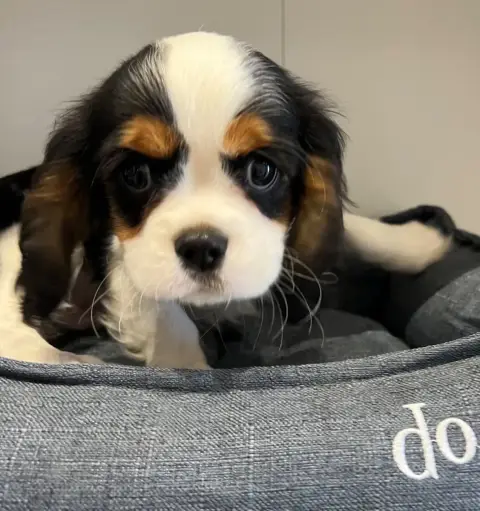 Cavalier King Charles Spaniel  Butterfly Des Lys Des  d151f photo 2