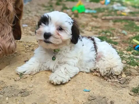 Bichon Havanais  Bounty Ankh Of Destiny