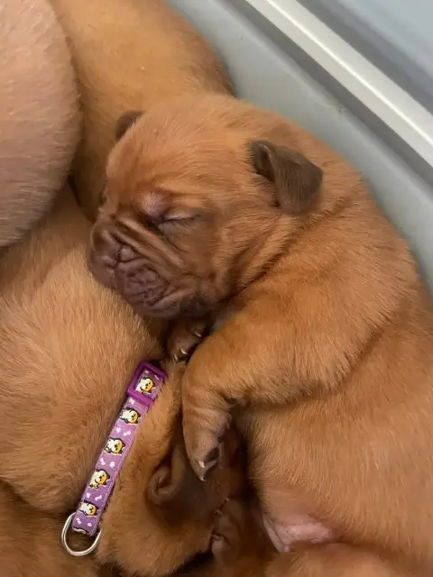 Dogue De Bordeaux  Rose Des Sources Precieuses photo 2