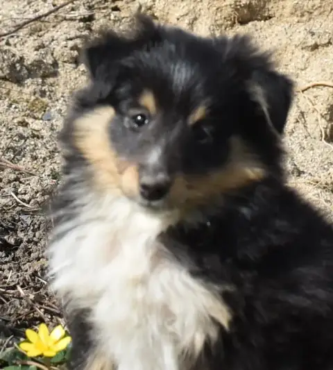 Shetland Sheepdog  Brise Noire photo 2