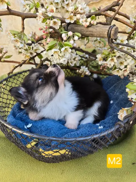 Welsh Corgi Pembroke  Chiot N°2 Domaine Du Mont Tourn 7d434 photo 2