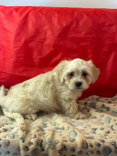 Bichon Havanais  Banga Du Hameau De Roxane
