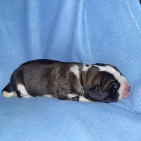 Chiots Saint Bernard Lof