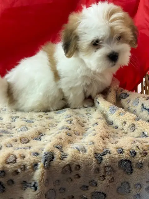 Coton De Tulear  Belvo Du Hameau De Roxane