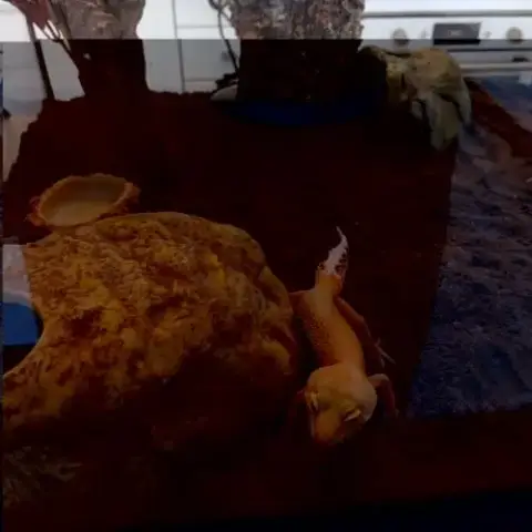 Gecko Léopard Femelle Docile + Terrarium Complet