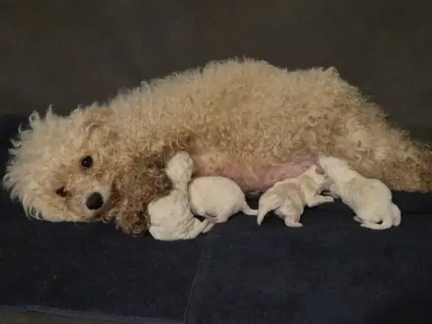 Bichon Frise  Chiot 4 D'Alain Pour L'Autre photo 2