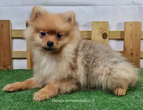 Spitz Allemand  Annabelle Du Mont De La Chenaie photo 3