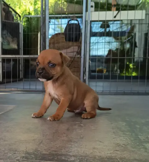 Staffordshire Bull Terrier  A Définir Des Terres D'Ir 48ac8