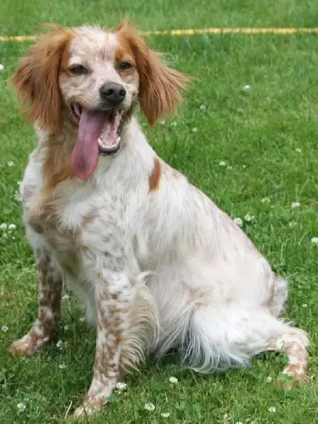 Epagneul Breton  Chiot N°2 Du Marais De Saintonge photo 2