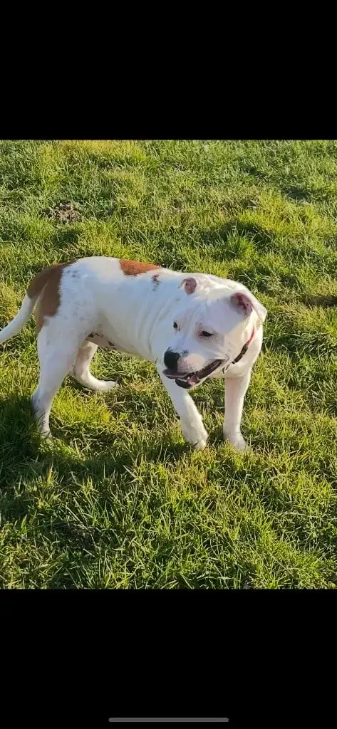 Staffordshire Bull Terrier  Vika Du Centre Del Mon