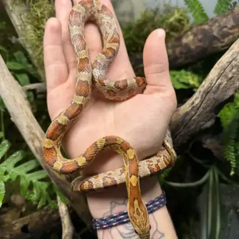 Femelle Pantherophis Guttatus Classic