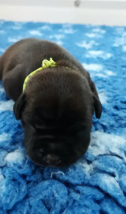 Staffordshire Bull Terrier  Chiot 1 Du Domaine O'Razz 208be photo 2