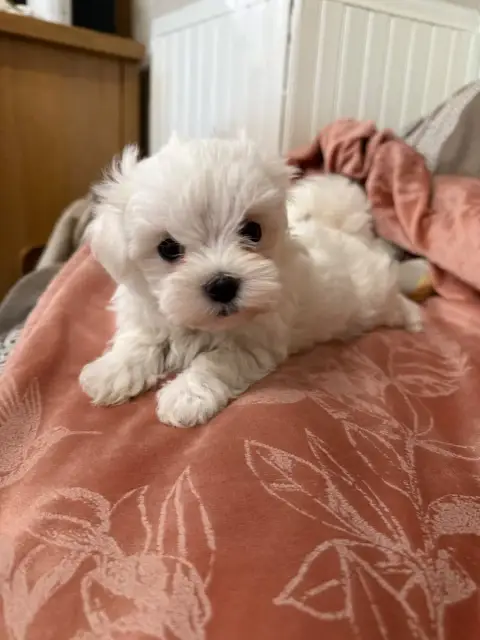 Bichon Maltais  Chiot N°2 Valma'S Signature photo 2