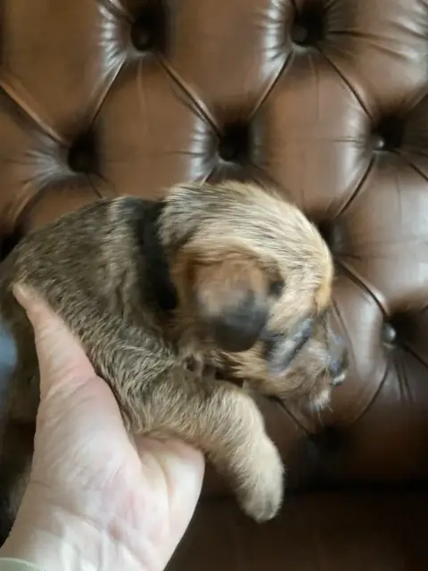 Irish Terrier  Banshee photo 2
