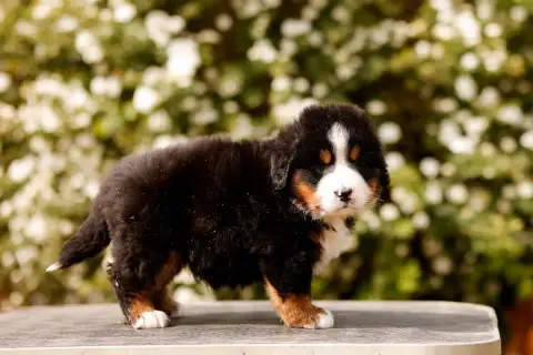 Bouvier Bernois  Chiot 5 De La Vallée De L'Hyrome photo 3