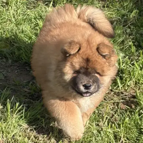 Chow Chow À Réserver