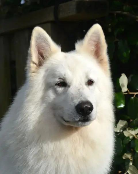 Berger Blanc Suisse photo 2