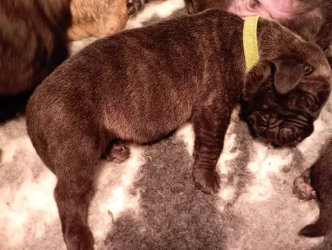 Dogo Canario  Chiot 5 Du Lor'Molosses photo 2