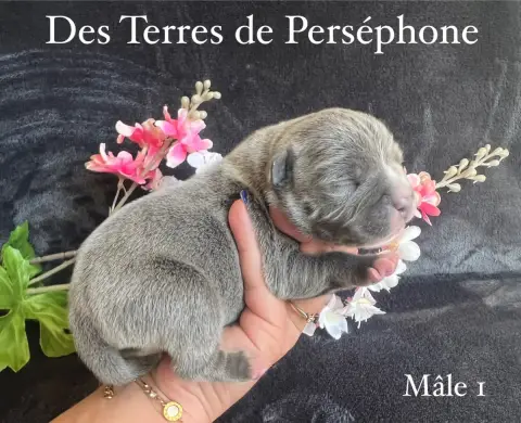 Staffordshire Bull Terrier  Mâle 1 Des Terres De Pers 11db2