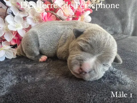 Staffordshire Bull Terrier photo 3