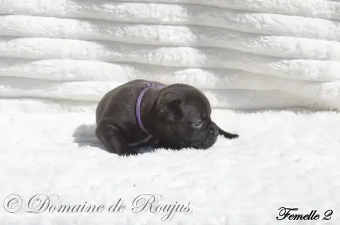Staffordshire Bull Terrier  Chiot N°6 Du Domaine De R 30b13 photo 3