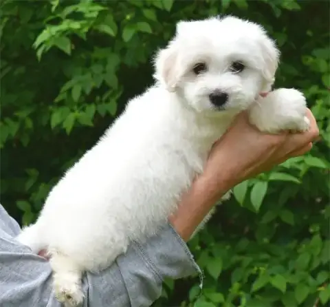 Coton De Tulear  Chiot N°2 De Dame Nature photo 3