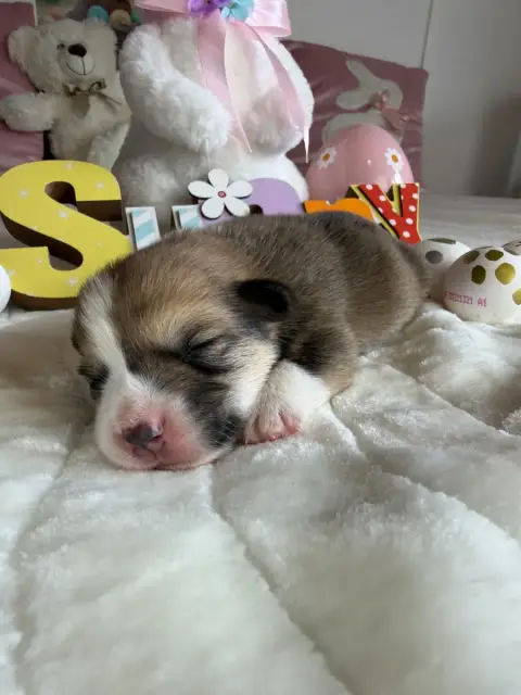 Welsh Corgi Pembroke  Femelle 2 De La Garde Divine