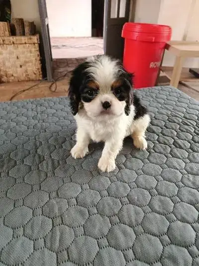 Cavalier King Charles Spaniel  Chiot N°2 Du Clos Des  e28f6