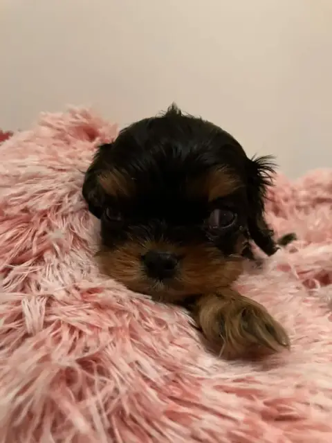Cavalier King Charles Spaniel  Chiot N°2 Du Mont D'Am 40802
