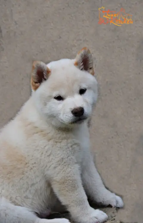Shiba  Momiji Go Inari Kitsuken photo 2