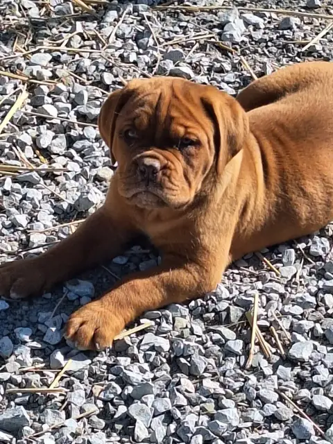 Dogue De Bordeaux  Best Of Holly'S Kingdom photo 2