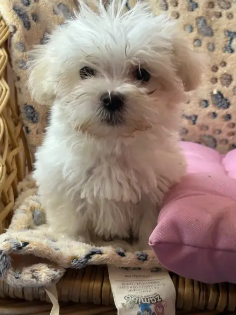 Coton De Tulear  Baya Du Hameau De Roxane