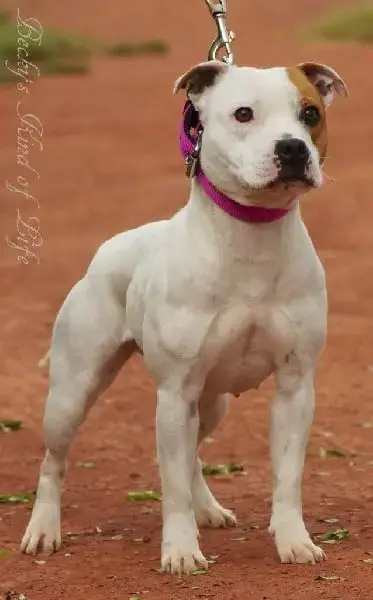 Staffordshire Bull Terrier  Chiot N°5 Oogie Boogie photo 3