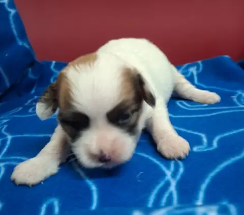 Coton De Tulear photo 3