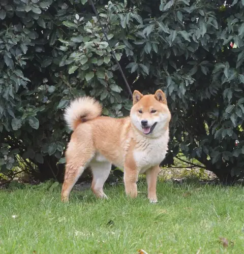 Shiba photo 2