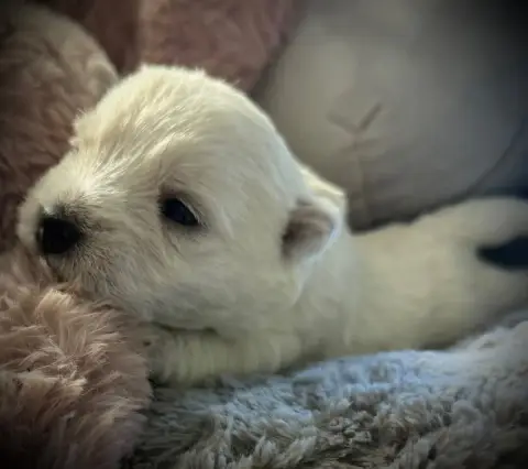 West Highland White Terrier  Chiot N°5 De La Douce So 5fdd2 photo 2