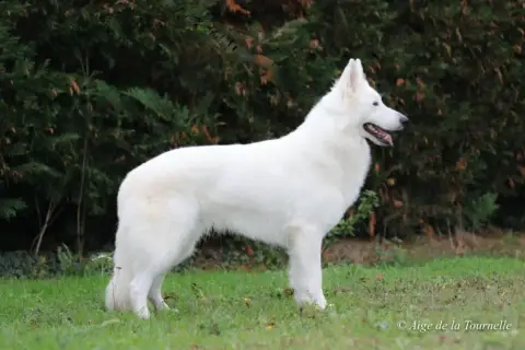 Berger Blanc Suisse photo 2