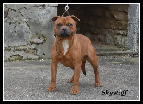 Staffordshire Bull Terrier  Chiot N°7 Of Secret'S Sou db3e9 photo 3