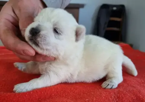 West Highland White Terrier  Chiot N°3 Des Hirondelle b9f7c photo 2