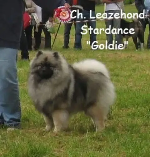 Spitz Allemand  Chiot photo 3