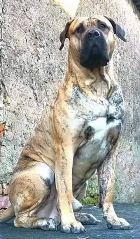 Dogo Canario  Chiot 4 Du Lor'Molosses photo 2