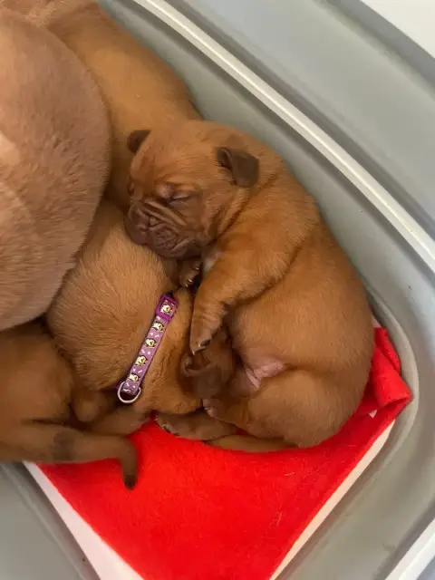 Dogue De Bordeaux  Rose Des Sources Precieuses