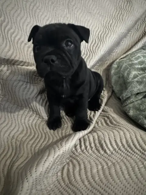 Staffordshire Bull Terrier  Bean Black Diamond